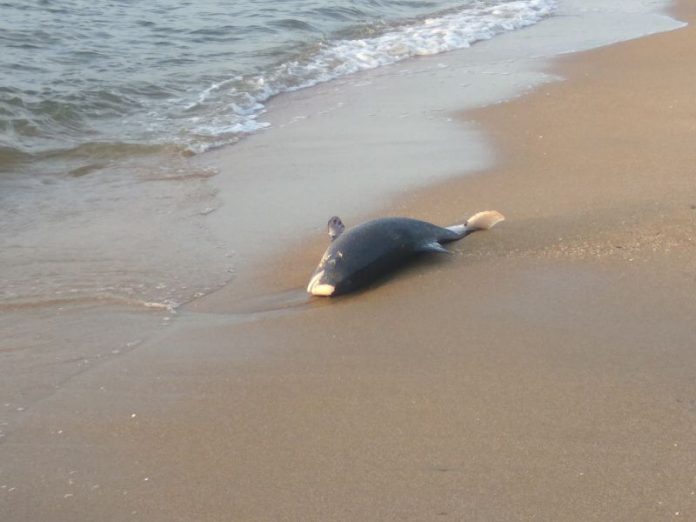 Дельфин, выброшенный на берег