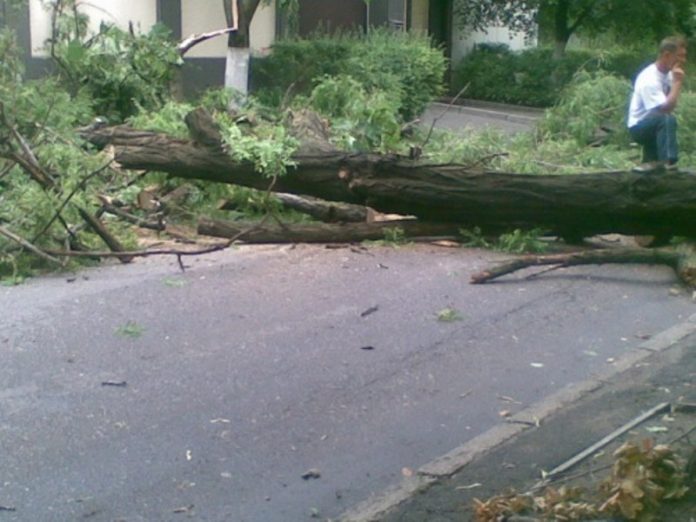 В Славянске на Центральной улице в результате непогоды упало дерево