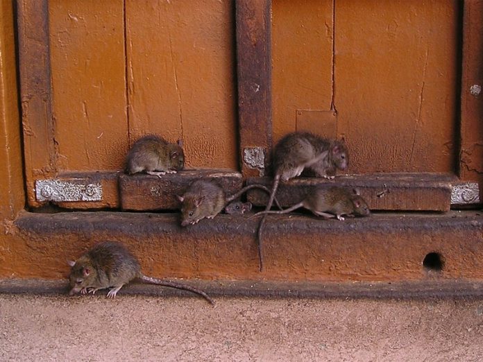 Крысы в Донецке