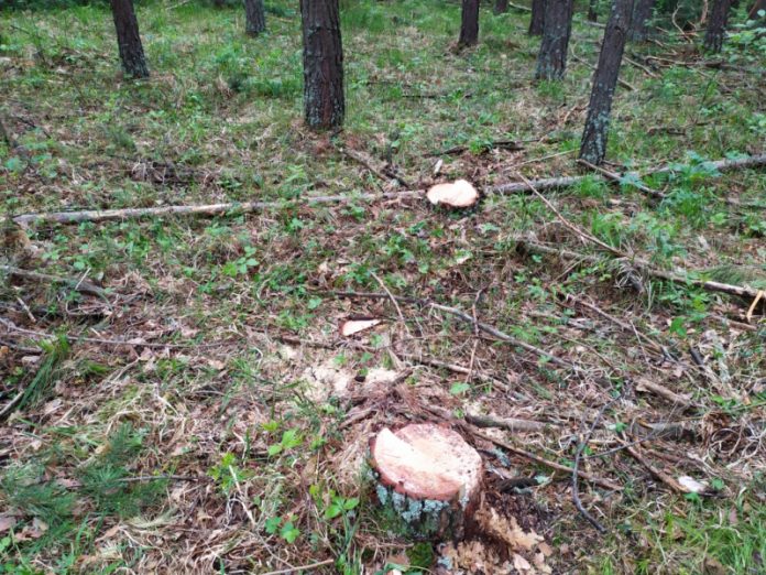 В Краматорске задержаны трое мужчин по подозрению в незаконной вырубке леса