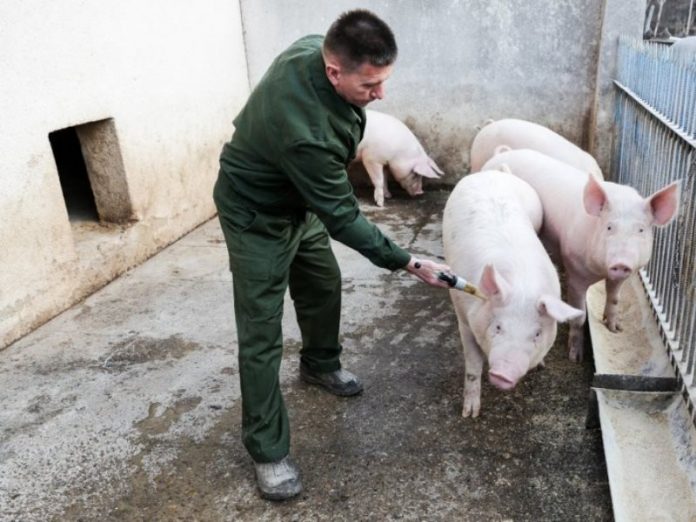 В Доброполье зарегистрированы случаи заболевания свиней африканской чумой