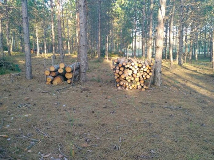В Славянском районе полицейские задержали группу лиц, осуществлявших вырубку леса