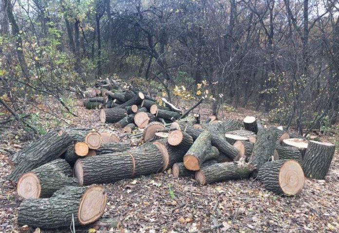 Возле Славянска правоохранители задержали группу, которые занимались незаконной вырубкой леса