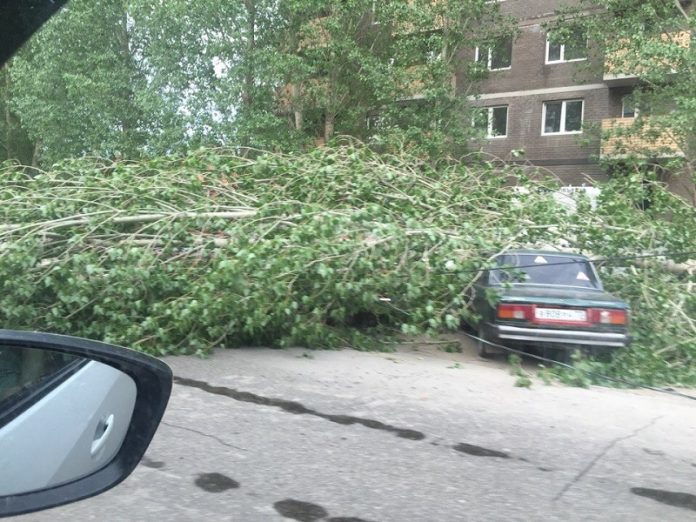 В Центрольно-Городском районе Горловки дерево обрушилось на автомобиль 