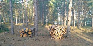 В Славянском районе полицейские задержали группу лиц, осуществлявших вырубку леса