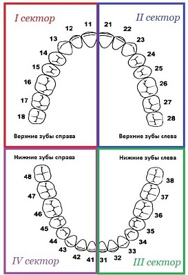 Зуб левый. Зубы по секторам. Сектора зубных рядов. Подсчет зубов в стоматологии. Счет зубного ряда.